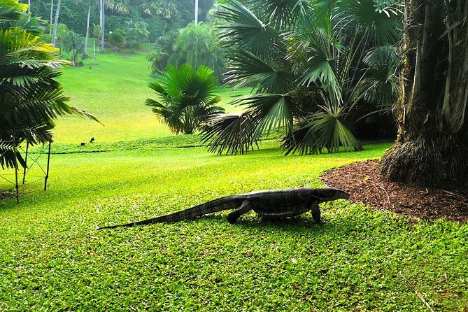 Botanic Gardens & Tiong Bahru Walking Tour with Breakfast - How logistics and early timing affect your day