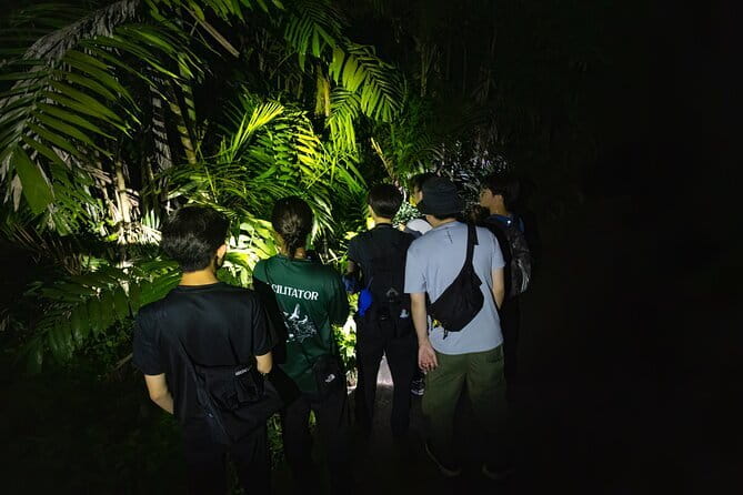 Explore a Rainforest teeming with Wildlife at Night! - Key takeaways before you go
