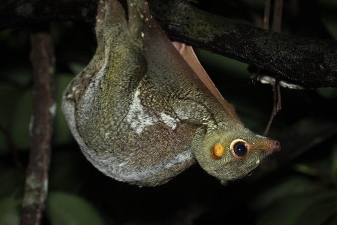 Explore a Rainforest teeming with Wildlife at Night! - Where you start at 8pm: Chye Heng Orchid Garden (Mandai)