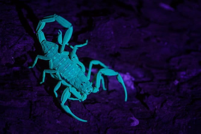 Explore a Rainforest teeming with Wildlife at Night! - Should you book this Singapore night wildlife walk?