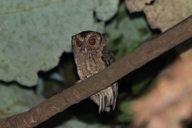 Explore a Rainforest teeming with Wildlife at Night! - How the guide helps you spot wildlife in the dark