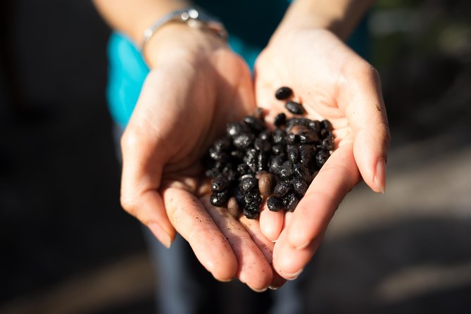 Kopi & Loti - Two factories, one morning: what Kopi & Loti really delivers