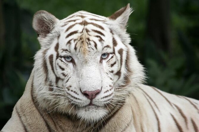 Morning at the Zoo with 1-way Transfer (Free & Easy) - Key Points I’d Prioritize Before You Book