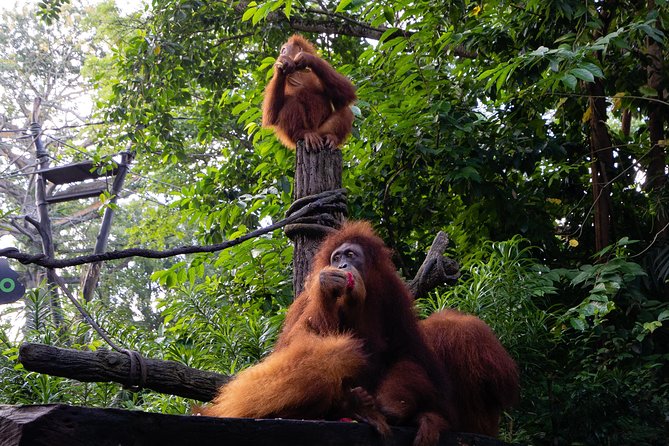 Morning at the Zoo with 1-way Transfer (Free & Easy) - Inside the Zoo: Open Habitats, Tram Comfort, and Short Walk Stops