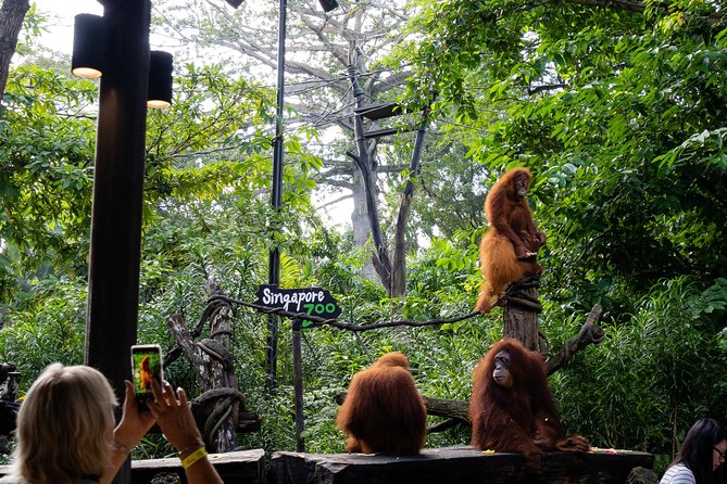 Morning at the Zoo with 1-way Transfer (Free & Easy) - Price and Value: Is $87.07 Worth It for Your Style of Travel?