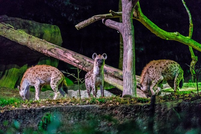Night Safari Ticket Including Tram Ride - What You Really Get: Tram ride plus trails plus a nighttime show