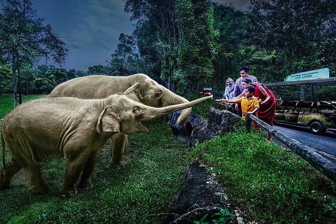 Night Safari Tickets with Tram Ride - The Night Safari Tram Ride: Why This Ticket Is Worth Looking At