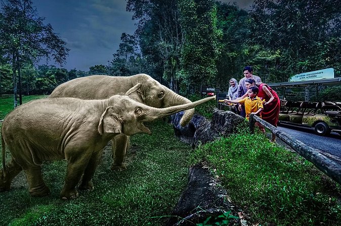 Night Safari Tickets with Tram Ride - Walking the Viewing Areas: Where You’ll Spend Your Best Time