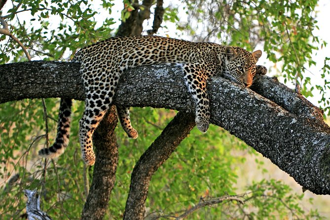 Night Safari Tour with Transfer - Hotel Pickup and the 6:00 pm Start: Getting There Without Stress