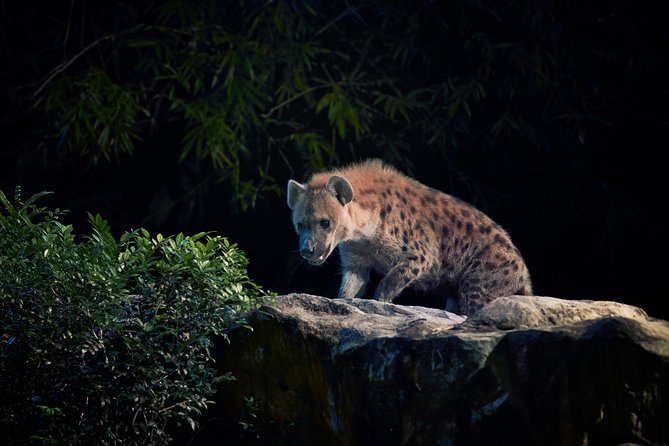 Night Safari Tour with Transfer - Crowds, Queues, and Why the Experience Can Feel Rushed