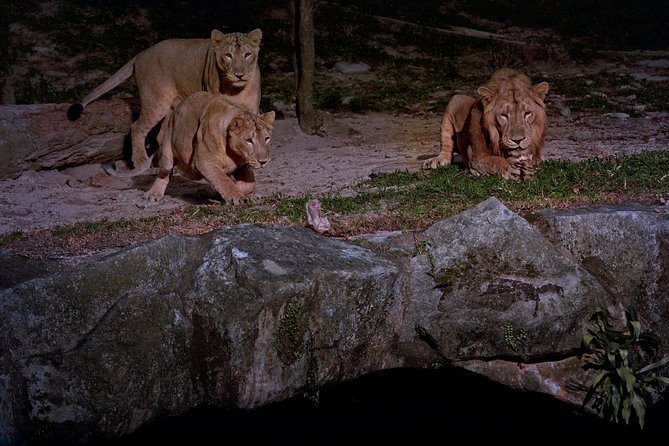Night Safari Tour with Transfer - Price and Value: Is $101.40 a Smart Deal?