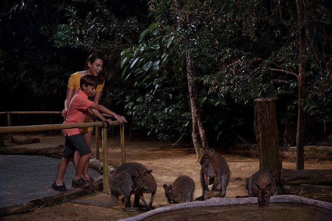 Night Safari with Buffet Dinner with hotel pick-up - Priority tram boarding: the open-air loop you’ll feel in your bones