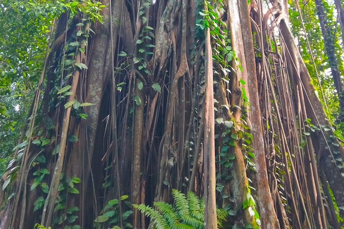 Private Tour Singapore Botanic Garden (UNESCO) - UNESCO Singapore Botanic Gardens: Why This Tour Feels Better Than DIY