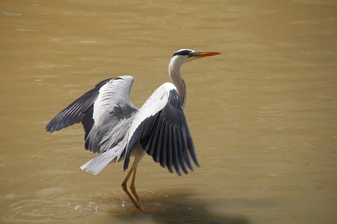 Singapore - bike adventure beyond the concrete jungle - Stop 2: Lorong Halus Wetland for butterflies and water protection