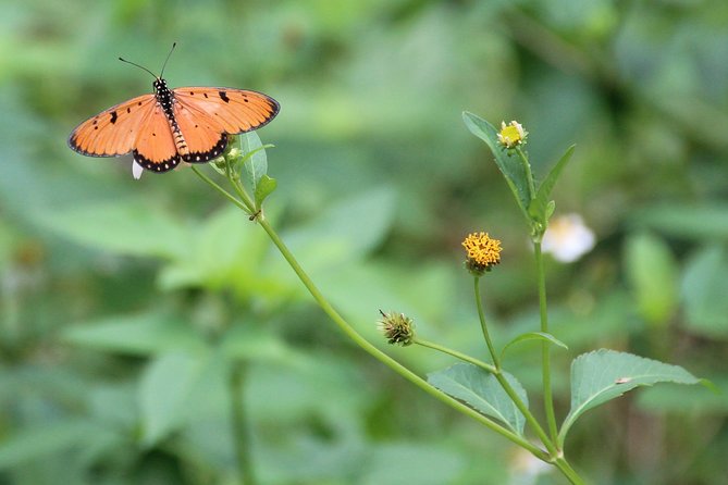 Singapore - bike adventure beyond the concrete jungle - Stop 3: Coney Island Park for quiet, small-moment bird spotting