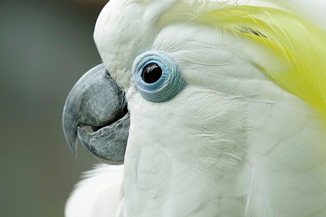 Singapore Bird Paradise Entry Ticket - Key points at a glance