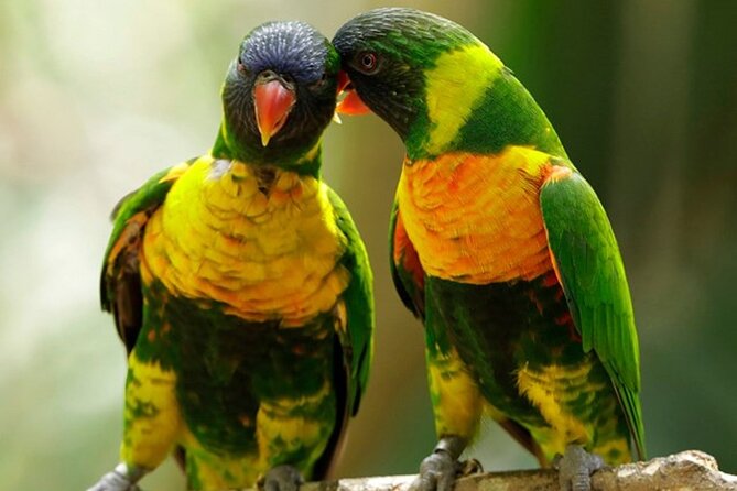 Singapore Bird Paradise Entry Ticket - Bird Paradise in Singapore: big bird energy in a short visit
