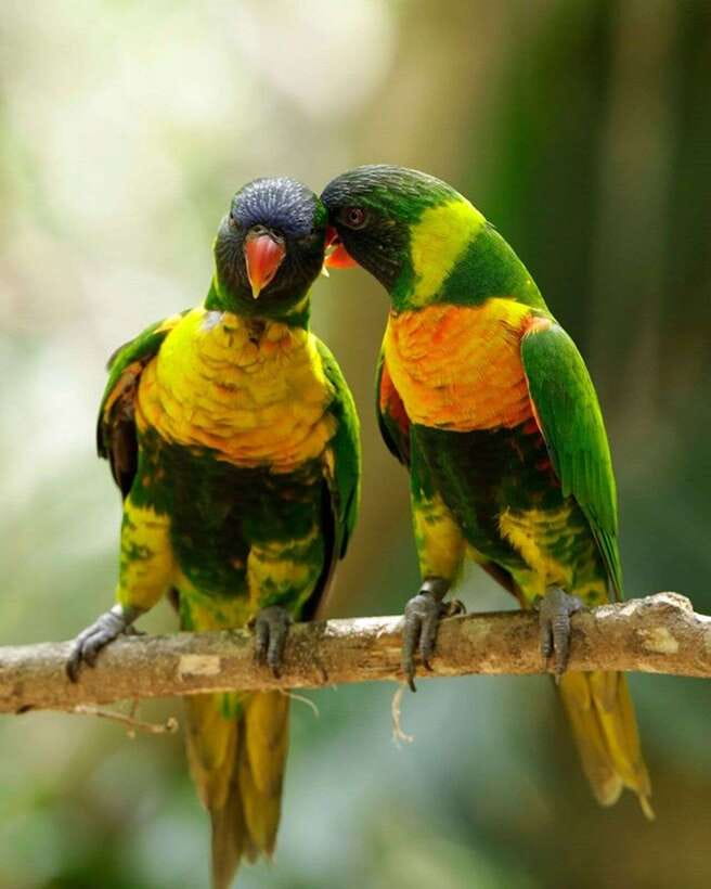 Singapore: Bird Paradise Entry Ticket - Feeding sessions and lunch with parrots: close encounters that feel planned