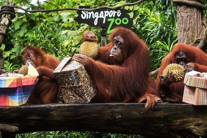 Singapore Bird Paradise & Zoo Full Day (Ticket & Transfer ) - A Zoo-and-Bird Day That Starts at Your Hotel