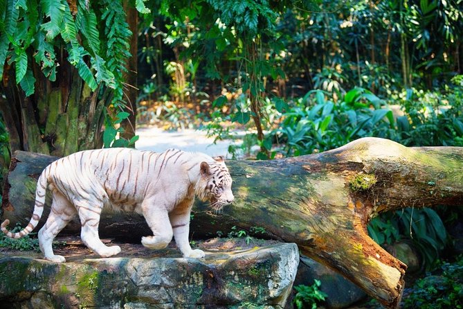 Singapore Bird Paradise & Zoo Full Day (Ticket & Transfer ) - Jurong Bird Park: Walk-Through Aviaries and Big Bird Energy