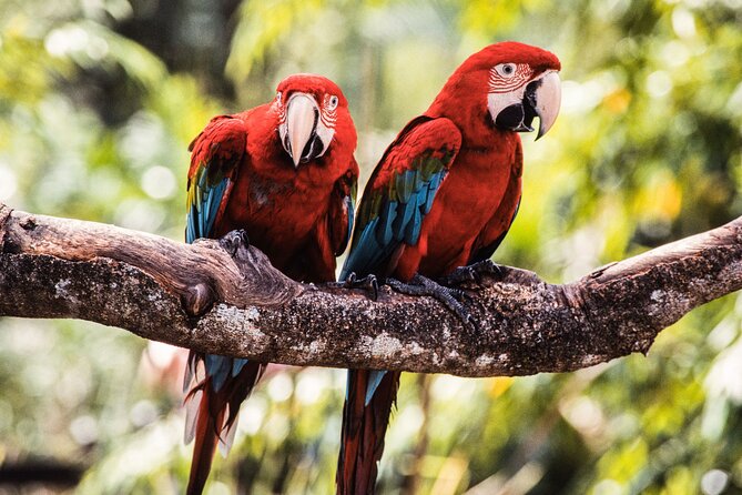 Singapore Bird Paradise & Zoo Full Day (Ticket & Transfer ) - Logistics That Keep the Day Smooth (and What Can Go Wrong)