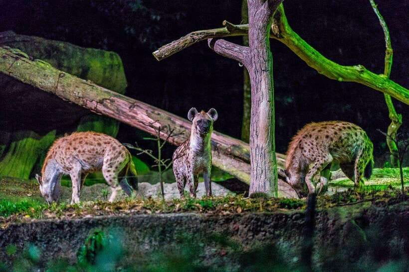Singapore: Mandai Park Entry with Choice of Attractions - Singapore Zoo: open concept habitats and Rainforest KidzWorld for kids