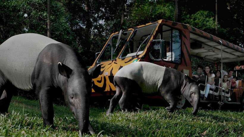 Singapore: Mandai Park Entry with Choice of Attractions - Night Safari: tram zones, walking trails, and Creatures of the Night