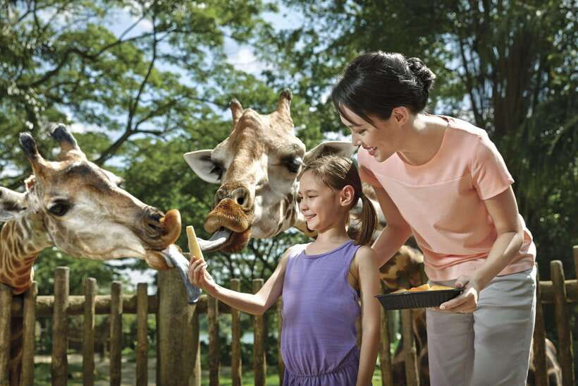 Singapore: Mandai Park Entry with Choice of Attractions - Picking your attractions: Bird Paradise vs Zoo vs River Wonders vs Night Safari