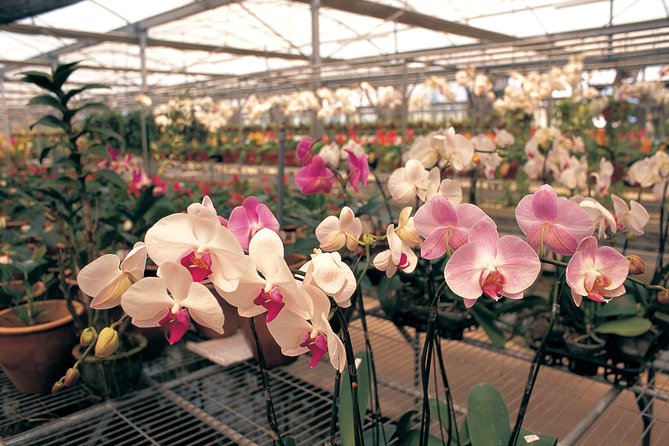Singapore Morning City Tour - Singapore Botanic Gardens and the National Orchid Garden: the big finale