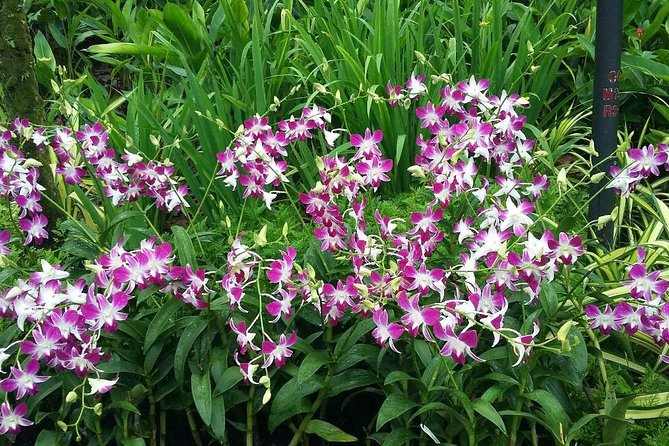 Singapore: National Orchid Garden Admission Ticket - Tickets and mobile entry: how to avoid the most common headache