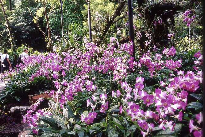 Singapore: National Orchid Garden Admission Ticket - Pairing strategy: National Orchid Garden + Singapore Botanic Gardens