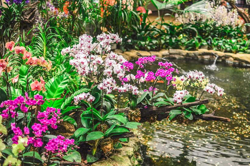 Singapore: National Orchid Garden Entry Tickets - When to go: opening hours and the “don’t miss your window” rule