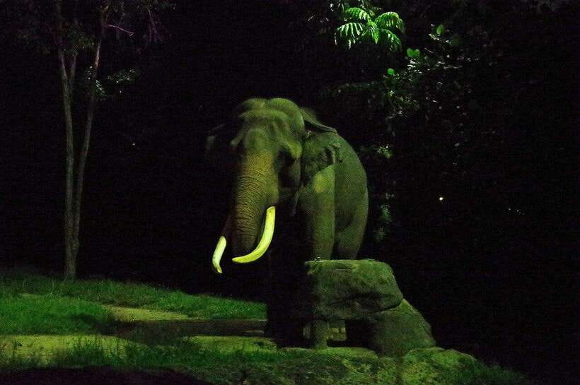 Singapore: Night Safari Singapore Entry Ticket + Tram Ride - Key things to know before you go