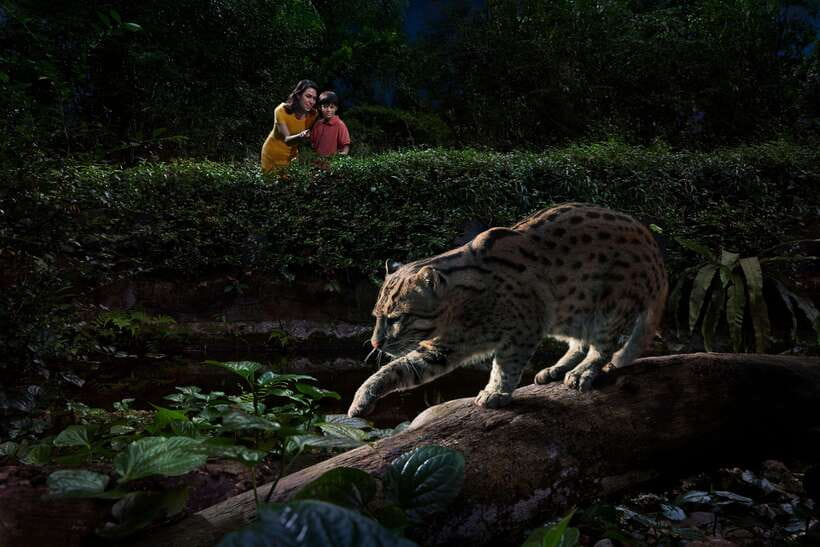 Singapore: Night Safari Singapore Entry Ticket + Tram Ride - Walking Trails: East Lodge, Pangolin, Leopard, and Tasmanian Devil
