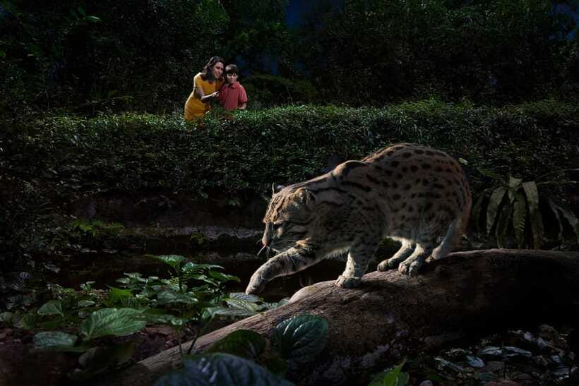 Singapore: Night Safari Singapore Entry Ticket + Tram Ride - Creatures of the Night (20 Minutes): Otters, Fennec Foxes, and Trainer Talk