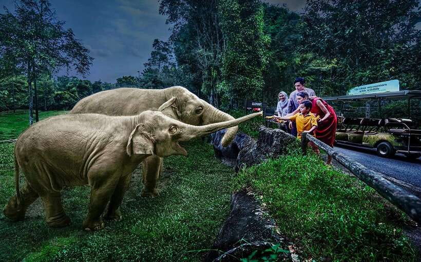 Singapore: Night Safari Singapore Entry Ticket + Tram Ride - The Open-Air Tram Ride Through Six Wildlife Zones