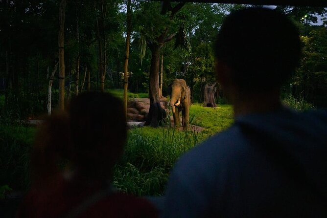 Singapore Night Safari Ticket Experience - Outback Walk-Through: Wallabies Add a Different Kind of Night