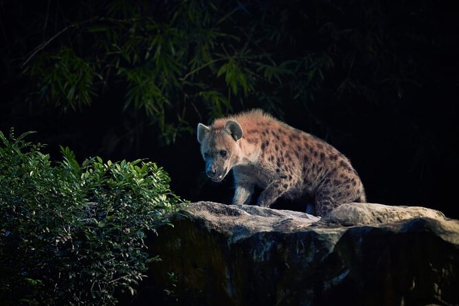 Singapore Night Safari Ticket Experience - Creatures of the Night Show: The Most Educational Stop