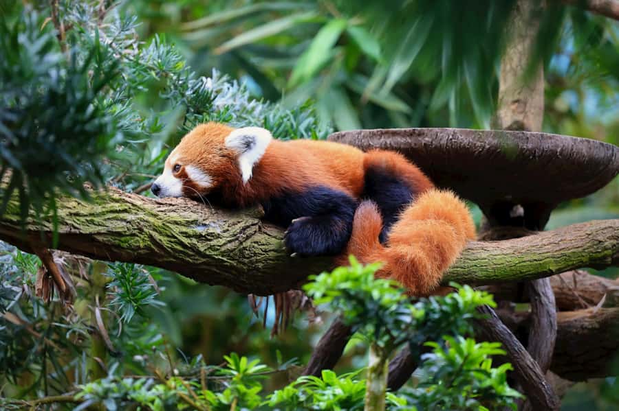 Singapore: Night Safari with Tram Ride and Private Transfer - Key takeaways before you go