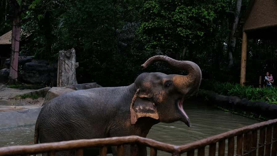 Singapore: Night Safari with Tram Ride and Private Transfer - Entering the Mandai Night Safari: what you’re stepping into