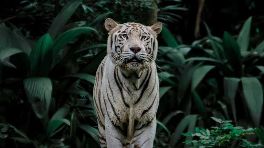 Singapore: Night Safari with Tram Ride and Private Transfer - The Safari Tram route with live guide: how the park connects