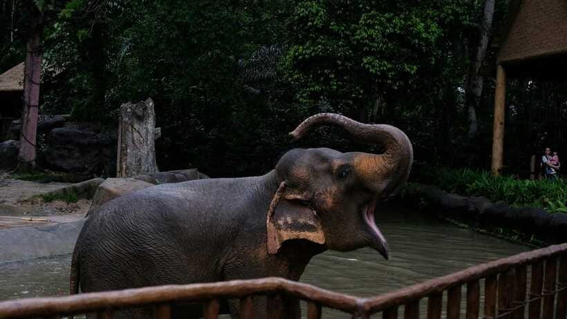 Singapore: Night Safari with Tram Ride and Private Transfer - Creatures of the Night show: optional, but schedule it on purpose