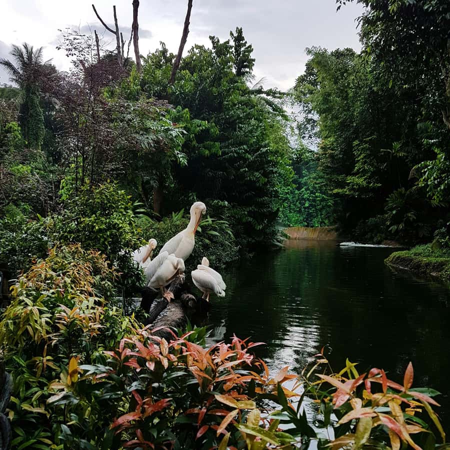 Singapore: Night Safari with Tram Ride and Private Transfer - What animals you should aim to see (and how to spot them)