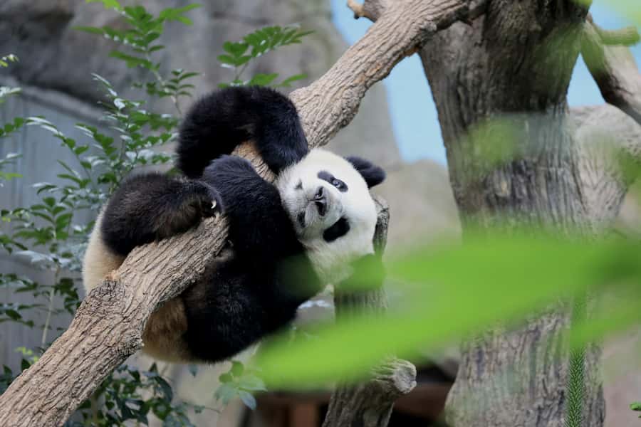 Singapore: Night Safari with Tram Ride and Private Transfer - Private hotel transfer timing: how to avoid the stressful start