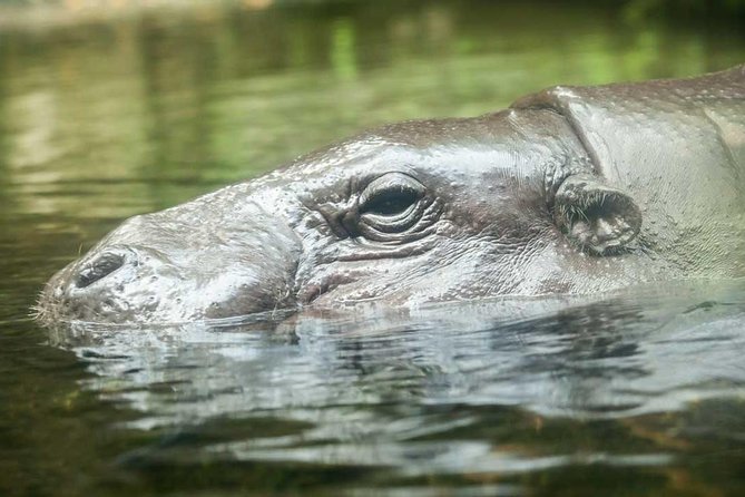 Singapore River & Night Safari-COMBO (Shared Transfer) - Who This Combo Tour Is For (and Who Should Rethink It)