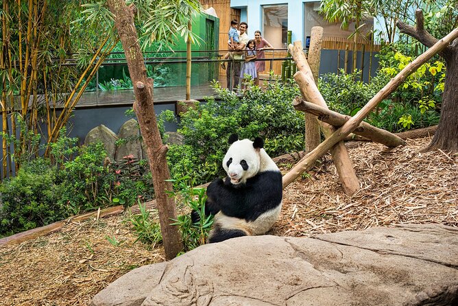 Singapore: River Wonders Entry Ticket - Giant Panda Forest: the Singapore panda moment most people remember