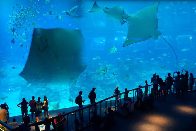 Singapore Universal Studio & S.E.A Aquarium-COMBO One-Day Pass(Shared transfer) - What this combo day on Sentosa is really like