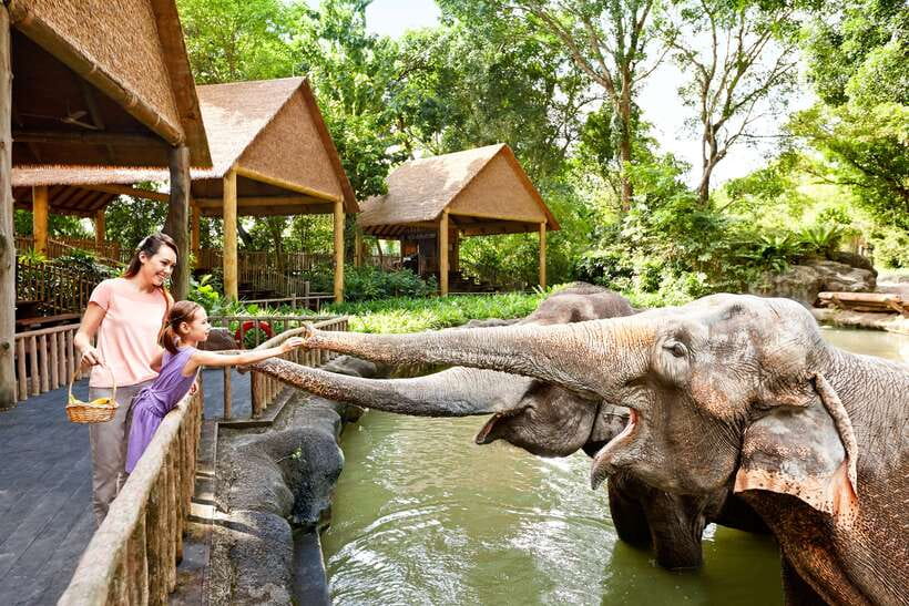 Singapore Zoo: 1-Day Entrance E-Ticket - How the tram and walking rhythm works (plan for both)