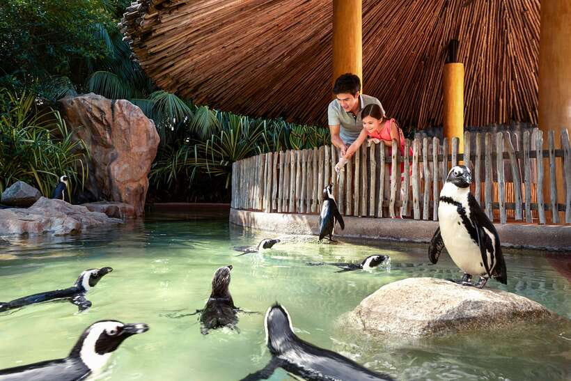 Singapore Zoo: 1-Day Entrance E-Ticket - Food, water, and when you’ll wish you brought snacks