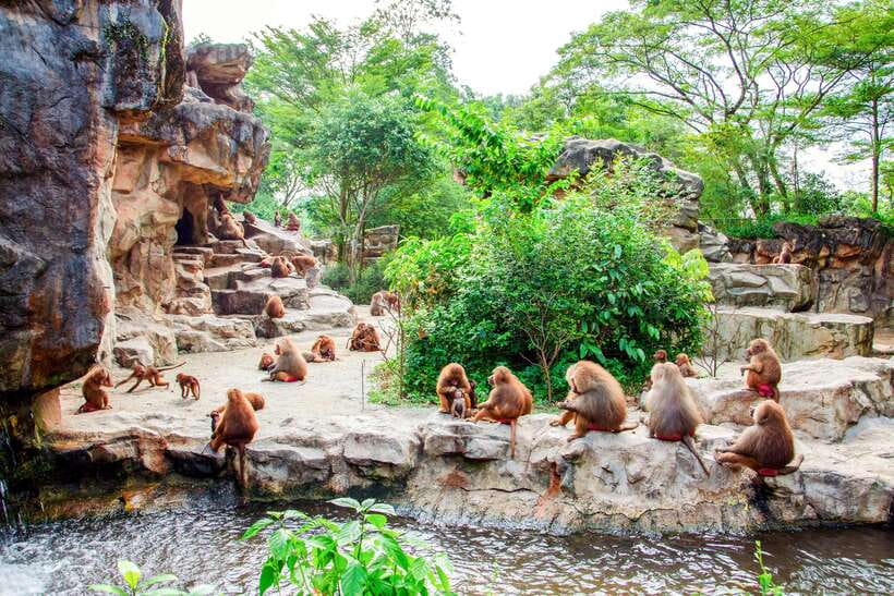 Singapore Zoo: 1-Day Entrance E-Ticket - Price and logistics: what $39 gets you for a full day